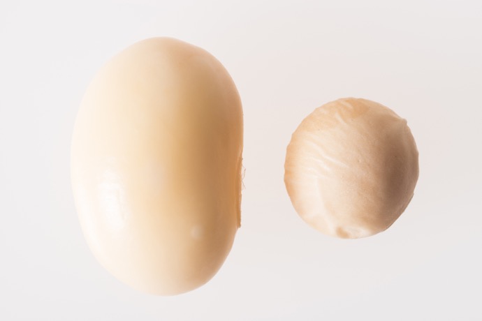 食物繊維はごぼうの2倍…だけじゃない!知っていますか?おからのトリビア