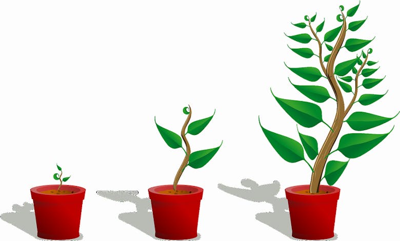 sapling-154734_900