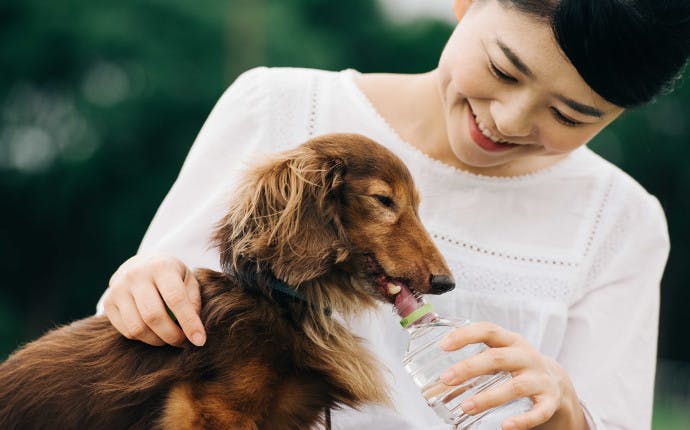 犬のフンで人間が下痢に 動物から移る病気と予防法 菌トレ Kintre