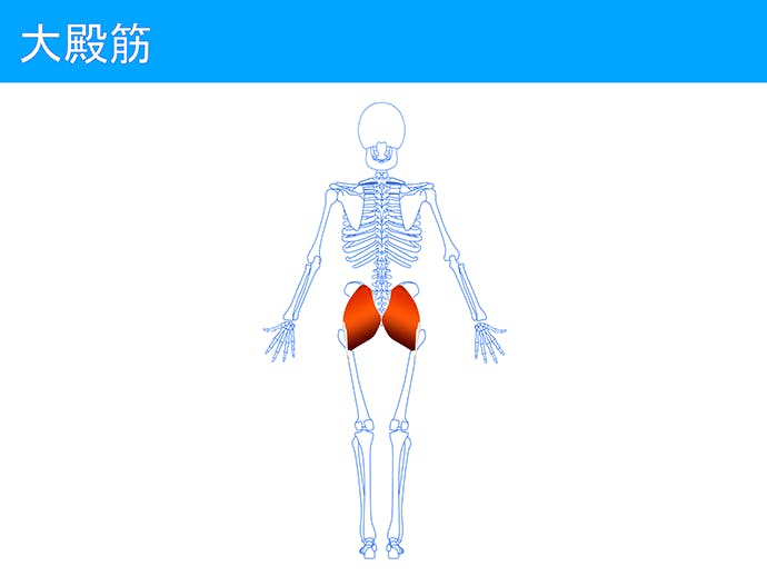大殿筋