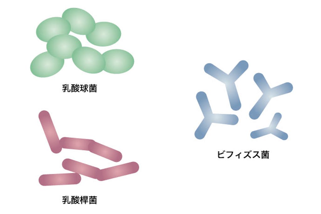 腸内フローラを整えるにはどちらを選ぶ?「ビフィズス菌と乳酸菌」編