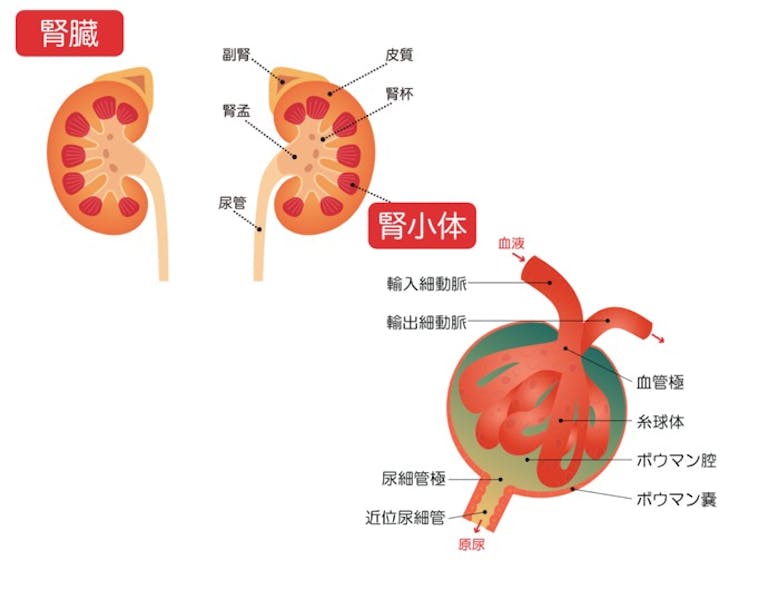 おしっこを出したいとき、何時間前に水分摂取をしたらいいのか?