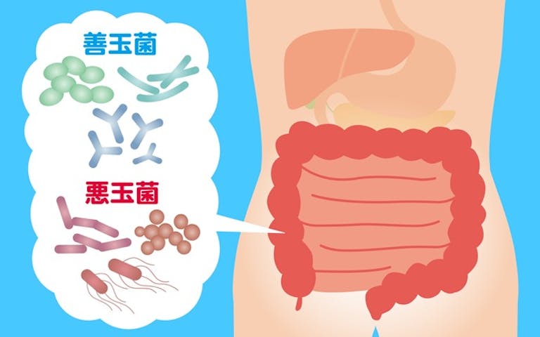 善玉菌で腸内環境を整えるのに役立つ、「食べ物」と「摂り方のコツ」