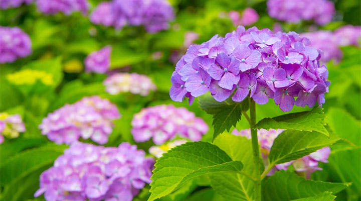 梅雨の中休みに行ってみたい 全国各地の あじさい寺