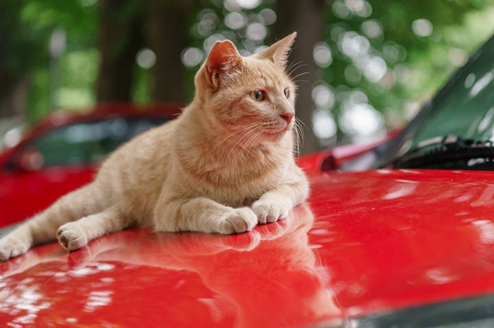 冬のドライブ前には 猫バンバン ちょっとした行動で命を守る On The Road