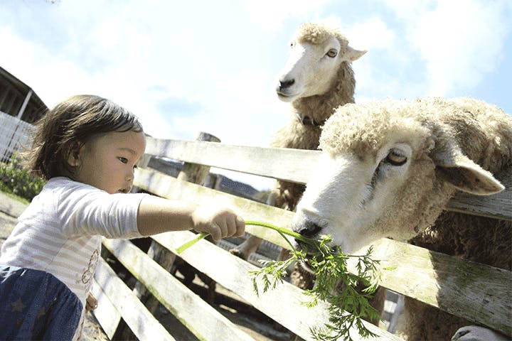 体験”を探しに、牧場への春ドライブ