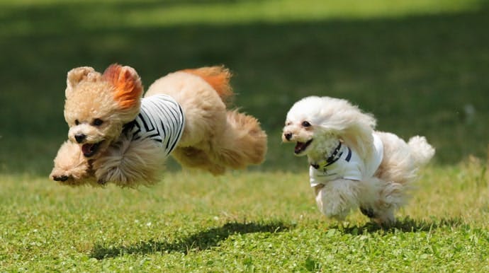 ドッグランで一緒に遊べる ワンちゃんとドライブできる道の駅 On The Road