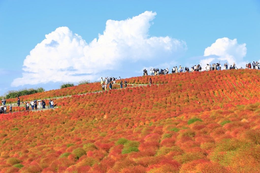 関東・晩夏~秋の日帰りドライブ6選──涼景・紅葉・旬グルメを一日で満喫