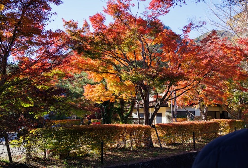 関東・晩夏~秋の日帰りドライブ6選──涼景・紅葉・旬グルメを一日で満喫