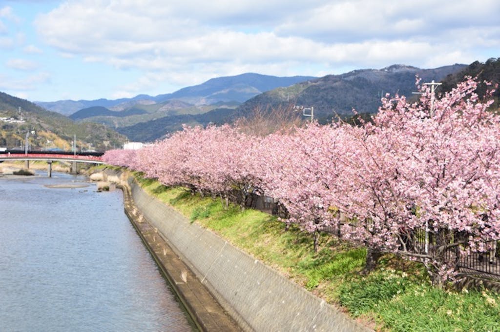 【2026年2月〜3月】冬の絶景ドライブスポット5選|雪見・早桜とドライブ安全対策