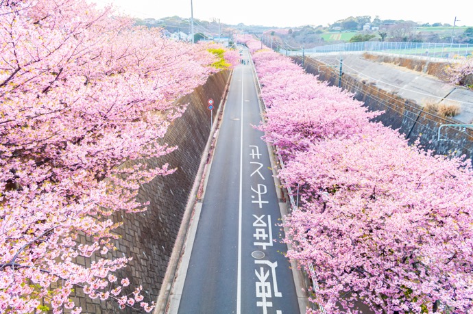 【2026年2月〜3月】冬の絶景ドライブスポット5選｜雪見・早桜とドライブ安全対策 