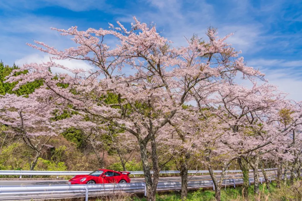 【2026】春の関東ドライブおすすめスポット!絶景と安全を楽しむコツ