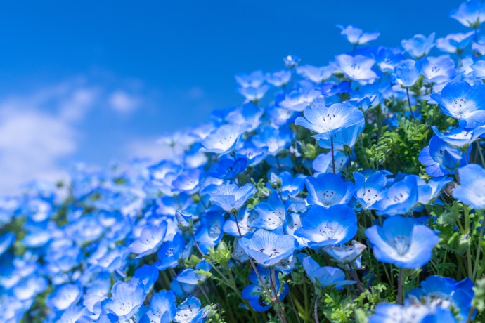 【2026】春の関東ドライブおすすめスポット！絶景と安全を楽しむコツ