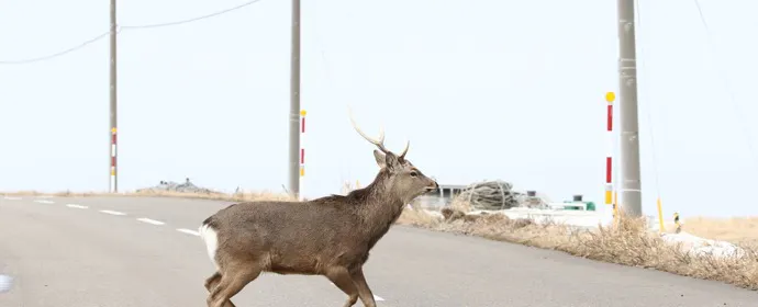 クルマの前に動物が飛び出したら? ロードキルを防ぐ運転と衝突後の対応:動物注意(エゾシカ)