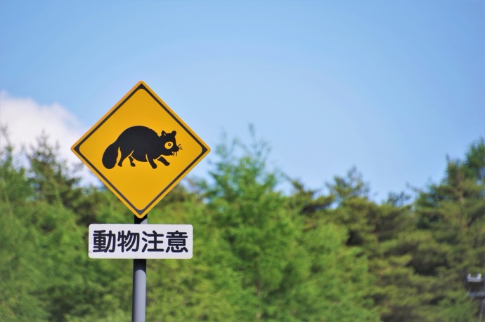 クルマの前に動物が飛び出したら？ ロードキルを防ぐ運転と衝突後の対応：動物注意（タヌキ）